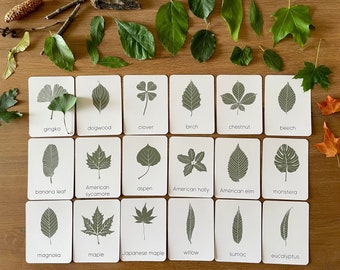 May include: A set of 18 white cards with illustrations of different types of leaves. Each card has the name of the leaf printed below the illustration. The cards are arranged in three rows of six cards each. The cards are on a wooden surface.