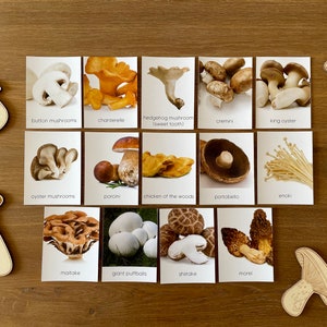 Edible Mushroom Montessori Flashcards, Montessori Materials Printable, Forest Schooling, Three Part Cards, Nature Study, Homeschool Learning