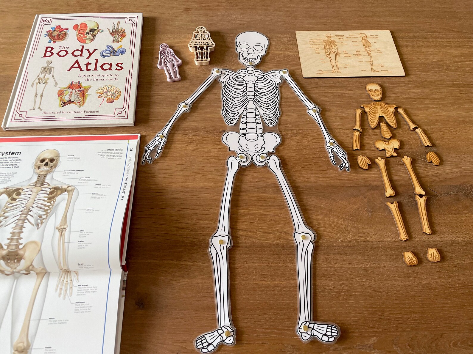 Movable Skeleton DIY Printable Halloween Skeleton Craft - Etsy
