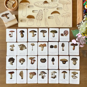 Mushroom Montessori Flashcards, Montessori Materials Printable, Forest Schooling, Three Part Cards, Nature Study, Homeschool Learning