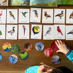 56 Bird Montessori Flashcards with Feature Pattern Matching, Preschool Educational Bird Identification Cards, Montessori Materials Printable