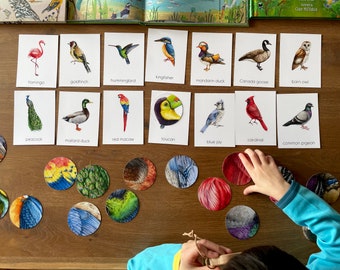 56 Bird Montessori Flashcards with Feature Pattern Matching, Preschool Educational Bird Identification Cards, Montessori Materials Printable