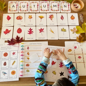Fall Leaves Activity Printable, Autumn Leaf Flashcards, Montessori Materials, Toddler Busy Book, Forest Schooling, Homeschool Learning