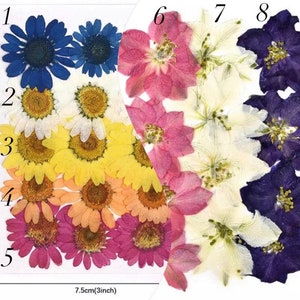 May include: Assortment of pressed flowers in various colors and sizes, including blue, white, yellow, orange, pink, and purple. The flowers are arranged in rows, numbered 1 through 8. The flowers are 7.5 cm (3 inches) wide.