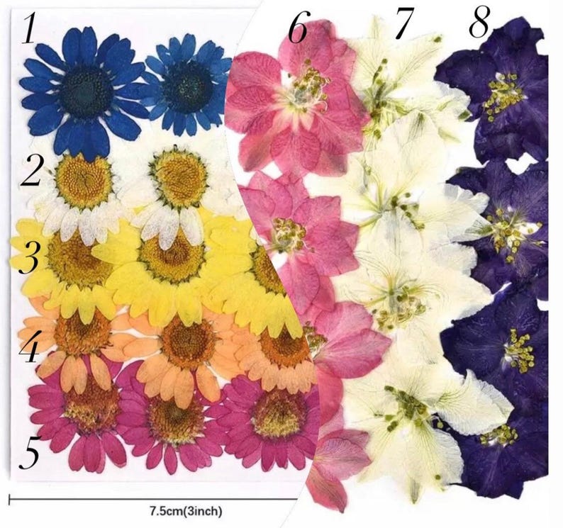 May include: A selection of pressed flowers in shades of blue, white, yellow, orange, pink, and purple. The display is about 7.5cm wide, featuring diverse floral specimens suitable for crafts or decorative projects.