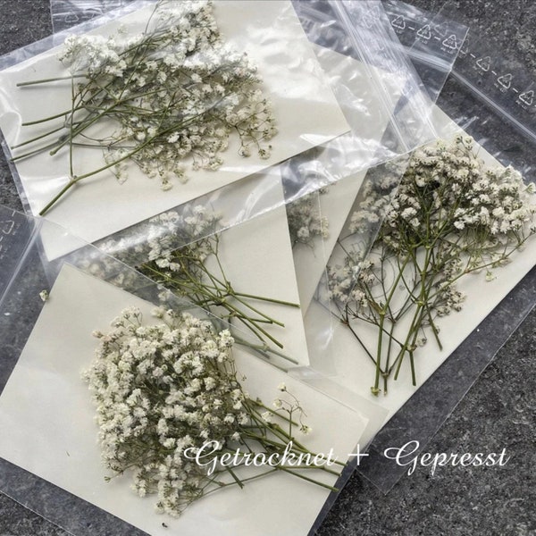 Gypsophila dried and pressed | 10 stems resin accessories | Dried flowers