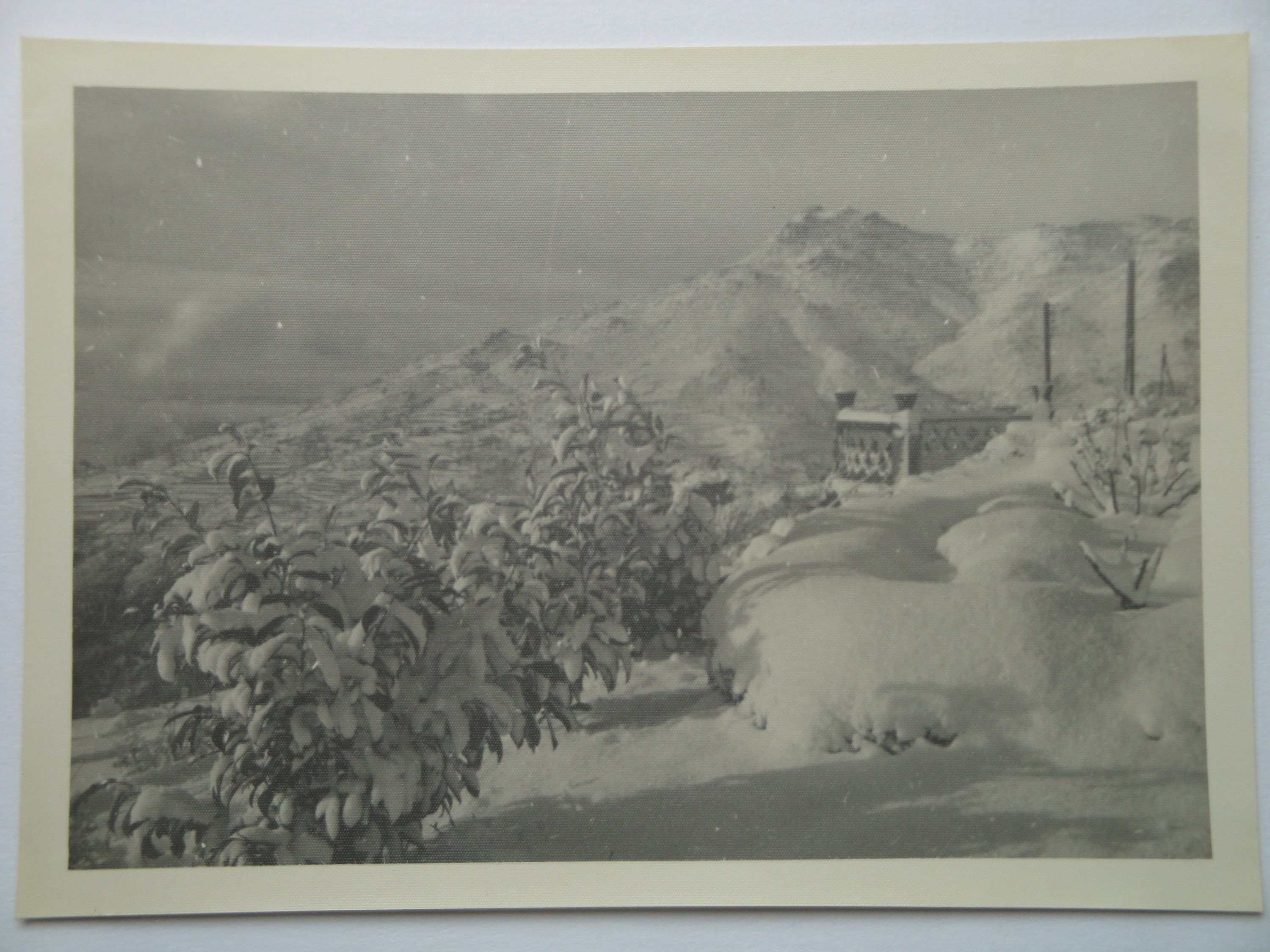 Large Original Vintage Photograph . Dream Landscape . Like a