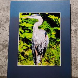 Blue Heron