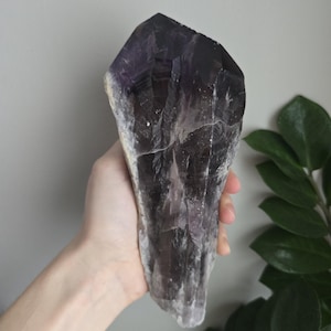 Amethyst Root