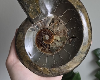 May include: A polished, fossilized ammonite shell, showcasing intricate spiral patterns and a range of brown and tan hues. The ancient marine invertebrate's internal chambers are visible, creating a captivating display of natural history.
