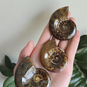 Ammonite Fossils