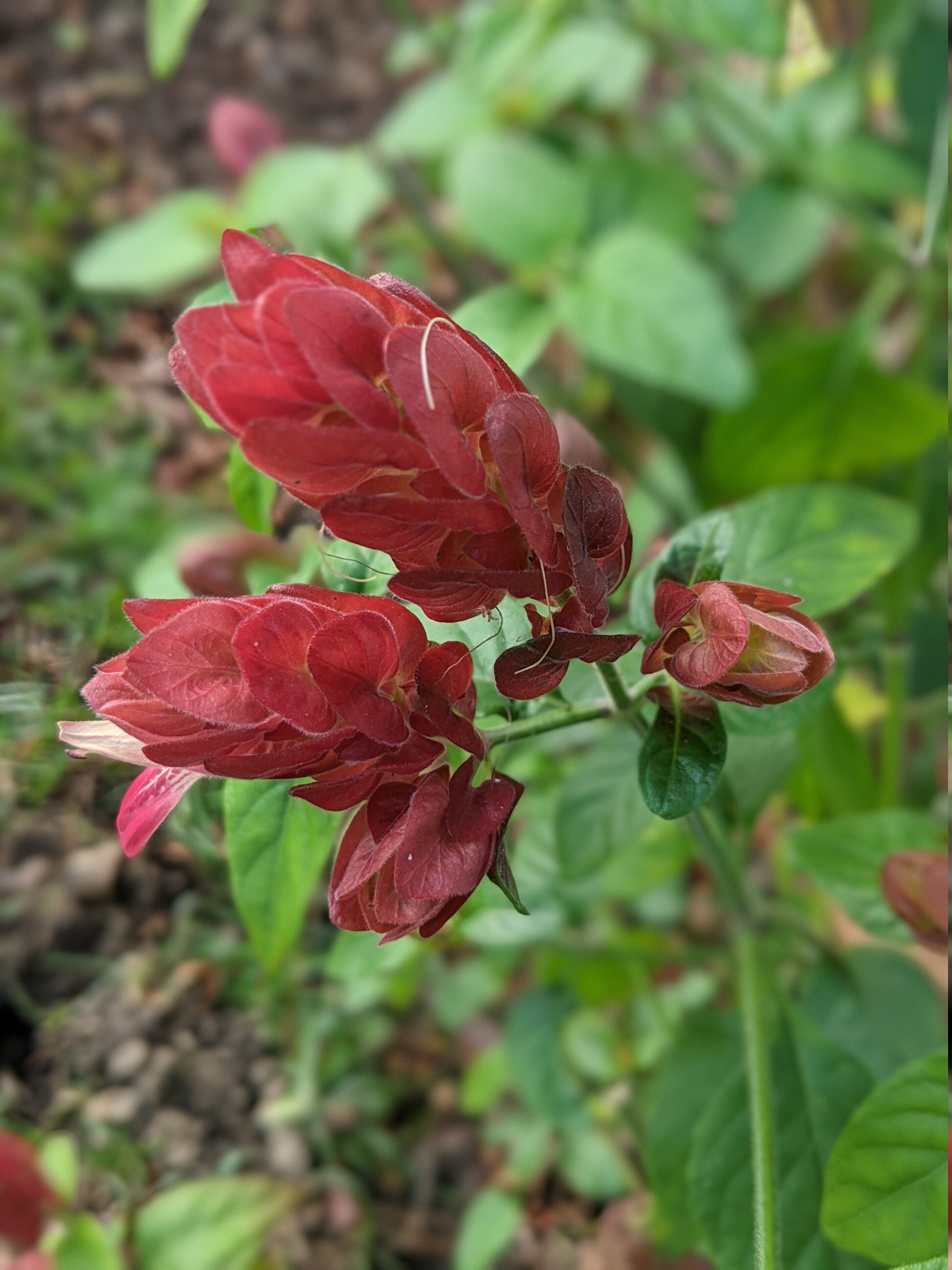 Red Shrimp Plant- Justicia brandegeana