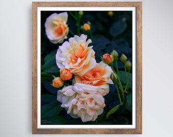 Pink Roses Flower Photography Print, Romantic Floral Wall Art