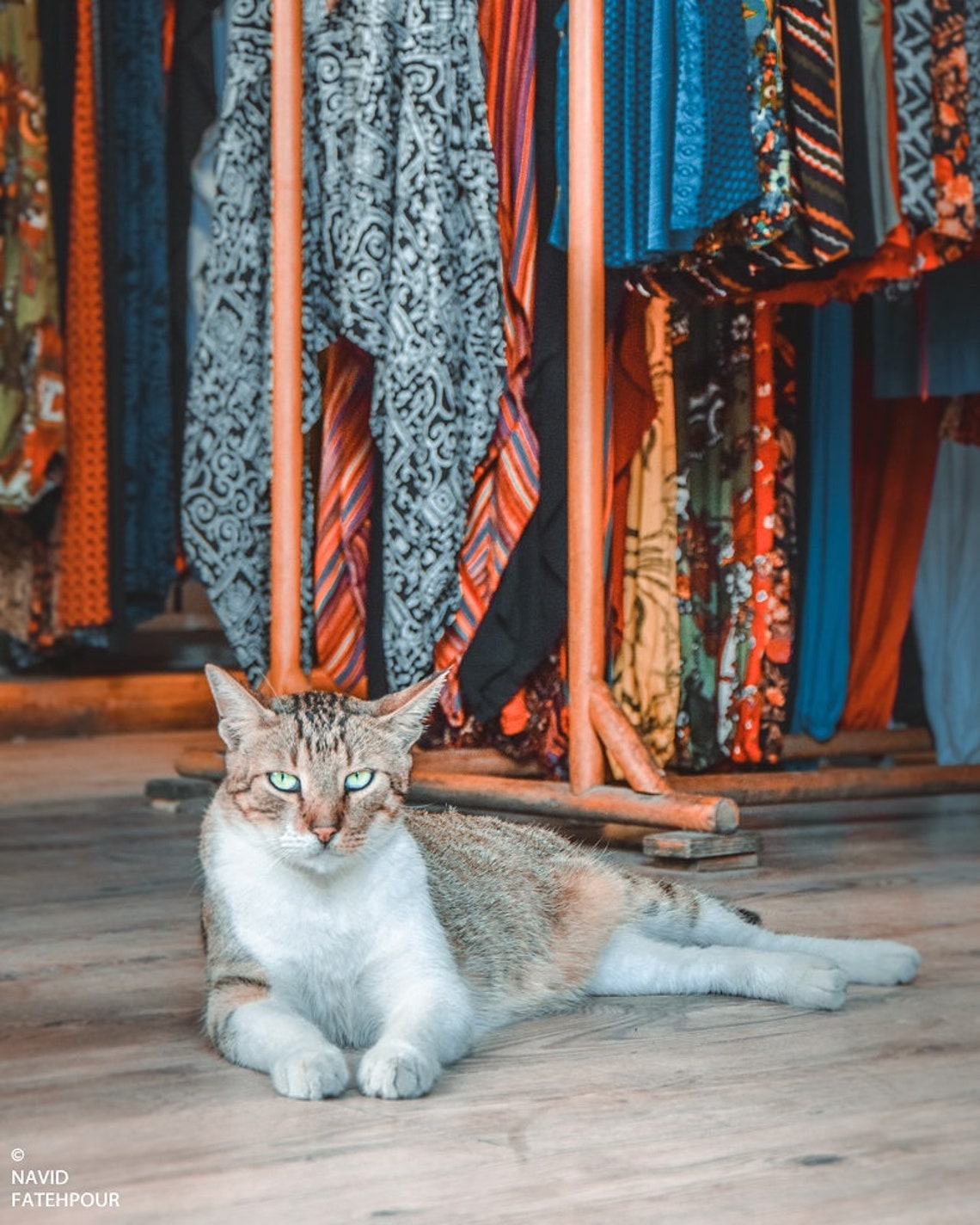 Cat in Istanbul Turkey Cat Print Kitty Print Wall Art Prints Cat Cat in Istanbul Turkey Cat Print Kitty Print Wall Art Prints Cat