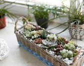 Euler 39 s creative wicker basket, hand woven flower arrangement, rattan flower pot, simple garden, multi meat pot flower device