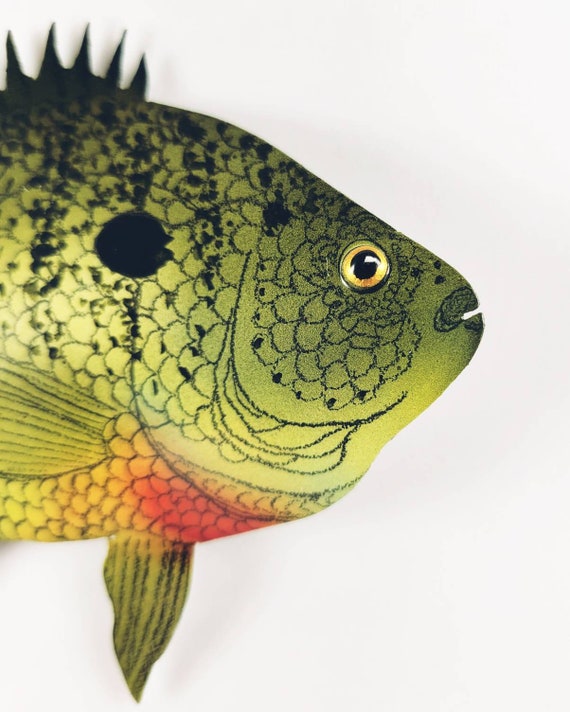 Bluegill Fish Wall Decor,fishing Gifts for Dad From Daughter