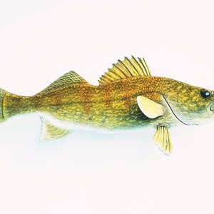 Walleye fish, wall decor,fishing gifts for dad from daughter, fisherman gift,lake house gift for men, fishing lodge decor