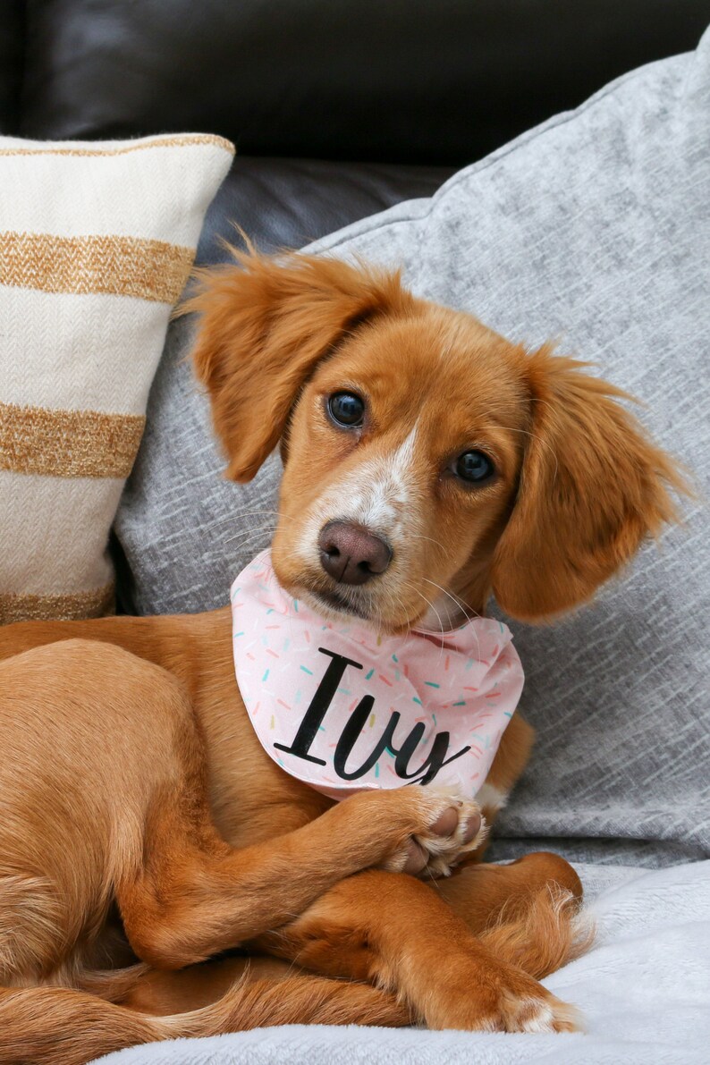 What Is In A Sprinkles Dog Cupcake