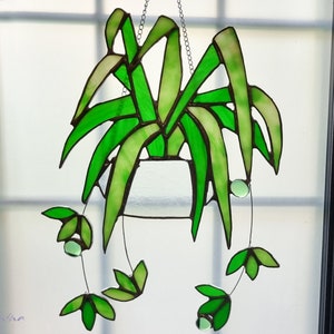 Stained Glass Spider Plant