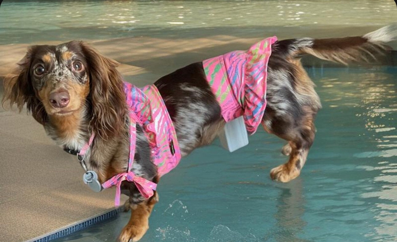Swimsuits for Dogs Etsy Canada