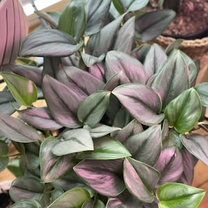 May include: A close-up of a houseplant with large, silver-green leaves. The leaves have a subtle purple hue and are arranged in a lush, cascading pattern.