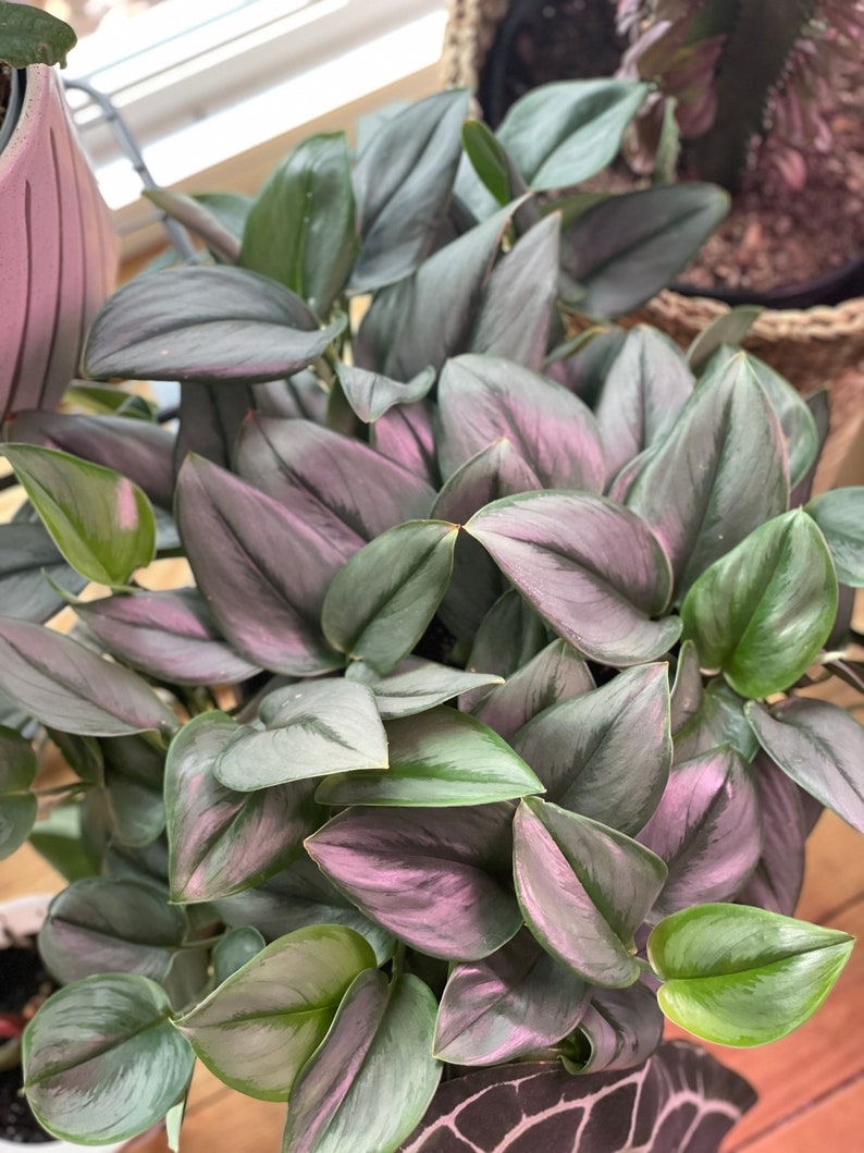 May include: A close-up of a houseplant with large, silver-green leaves. The leaves have a subtle purple hue and are arranged in a lush, cascading pattern.