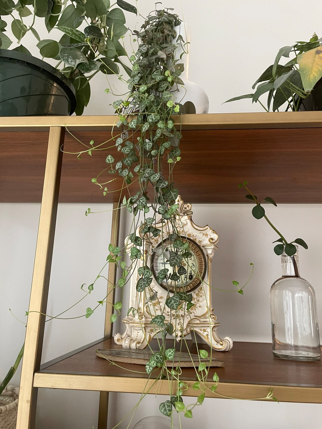 String of Things Cuttings Etsy