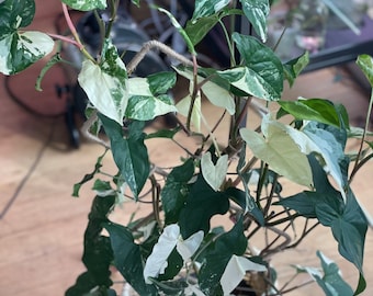 Syngonium starter plants