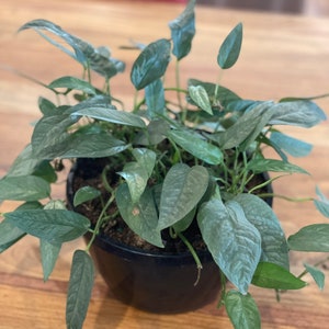 May include: A potted silver satin pothos plant with light green leaves in a black pot. The plant is on a wooden table.