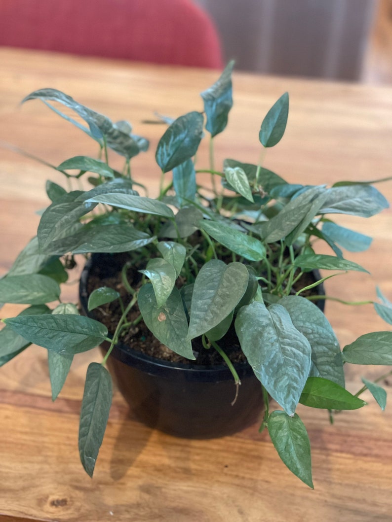 May include: A potted silver satin pothos plant with light green leaves in a black pot. The plant is on a wooden table.