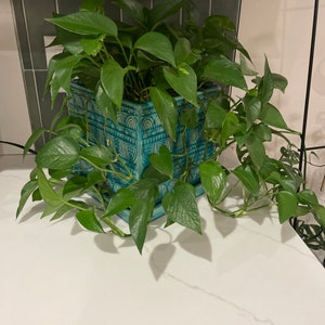May include: A green potted plant with trailing vines in a blue and white patterned ceramic pot. The plant is sitting on a white countertop.