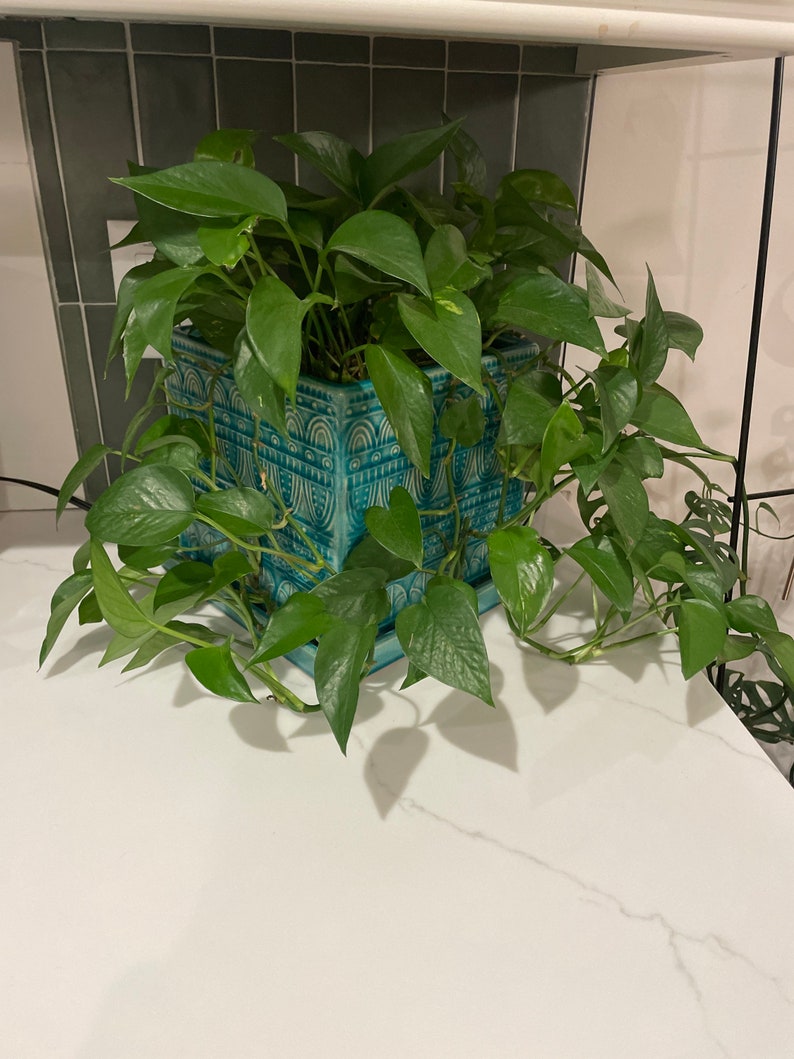 May include: A green potted plant with trailing vines in a blue and white patterned ceramic pot. The plant is sitting on a white countertop.