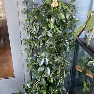 esquejes de Hoya/Dischidia