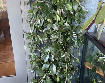 Hoya/Dischidia cuttings