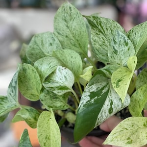 May include: A potted plant with variegated leaves. The leaves are green with white marbling. The plant is in a black pot.