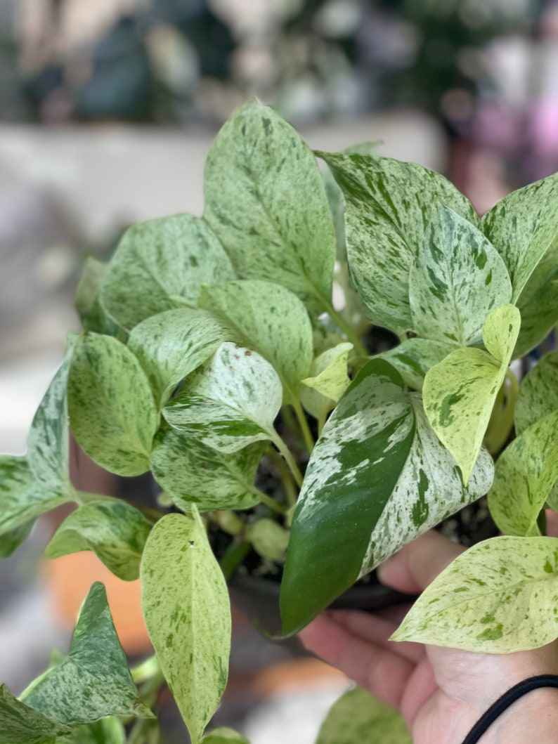 May include: A potted plant with variegated leaves. The leaves are green with white marbling. The plant is in a black pot.