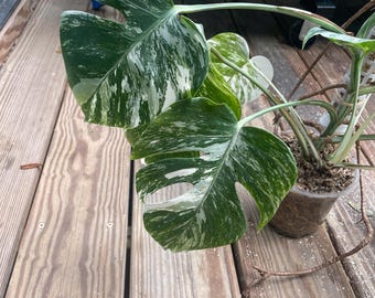 Monstera/Rhaphidophora cuttings