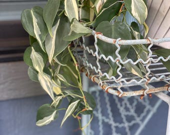 Philodendron Cuttings