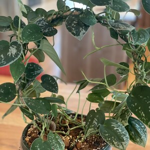 May include: A silver pothos plant with variegated leaves growing in a terracotta pot. The plant is trained to grow in a circular shape.