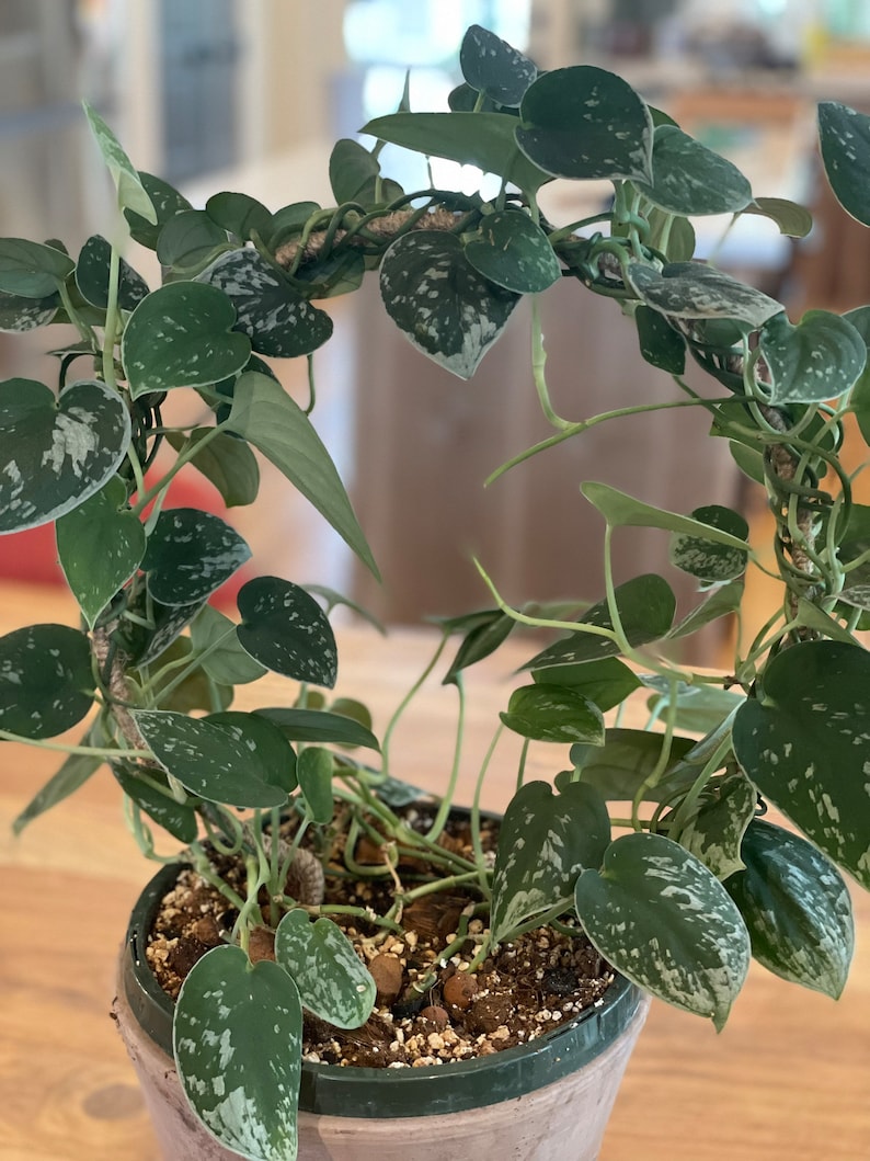 May include: A silver pothos plant with variegated leaves growing in a terracotta pot. The plant is trained to grow in a circular shape.