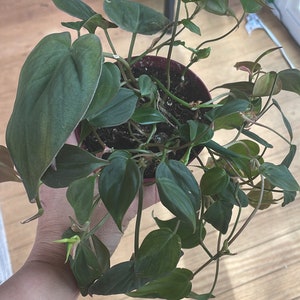May include: A green leafy houseplant with trailing vines in a terracotta pot. The plant is being held by a hand.