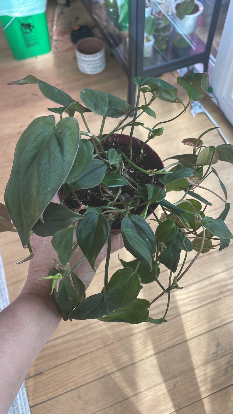 May include: A green leafy houseplant with trailing vines in a terracotta pot. The plant is being held by a hand.