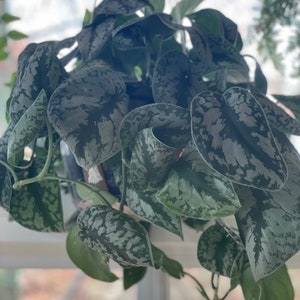 May include: A hanging plant with silver and green variegated leaves. The leaves are large and have a textured surface.