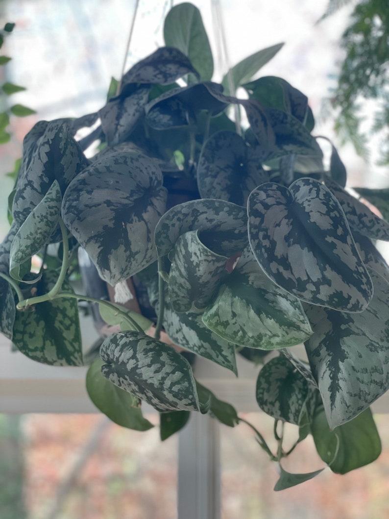 May include: A hanging plant with silver and green variegated leaves. The leaves are large and have a textured surface.