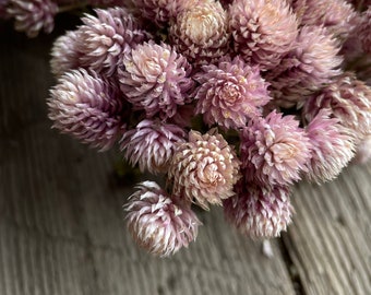 Dried Light Pink Gomphrena Flowers