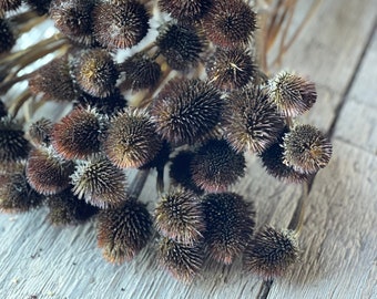 Dried Coneflower (Echinacea)  Heads