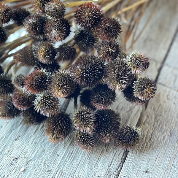 Getrocknete Sonnenhut (Echinacea) Köpfe