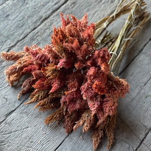 Dried Orange Sunday Celosia image 1