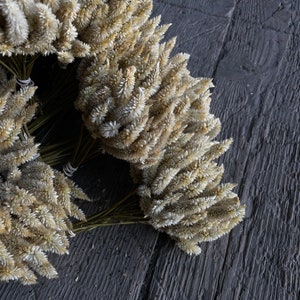 Dried White(ish) Celosia Flowers