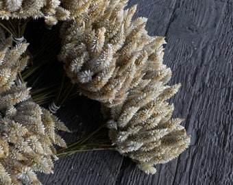 Dried White(ish) Celosia Flowers